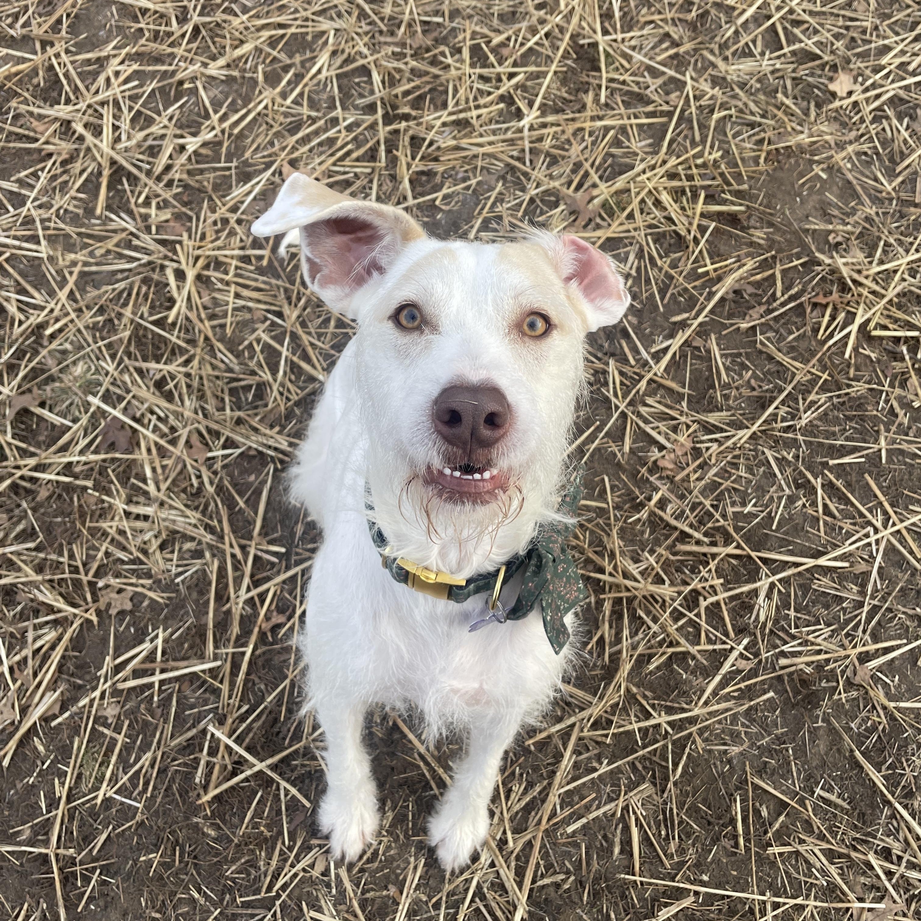 Enlarge Hazel, a ADOPTABLE Mixed Breed in Des Moines, IA image 4/4