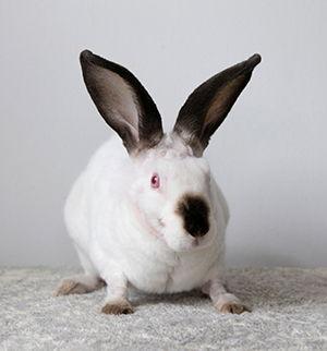 Enlarge Morus, a Adoptable mixed breed in Great Neck, NY image 1/6