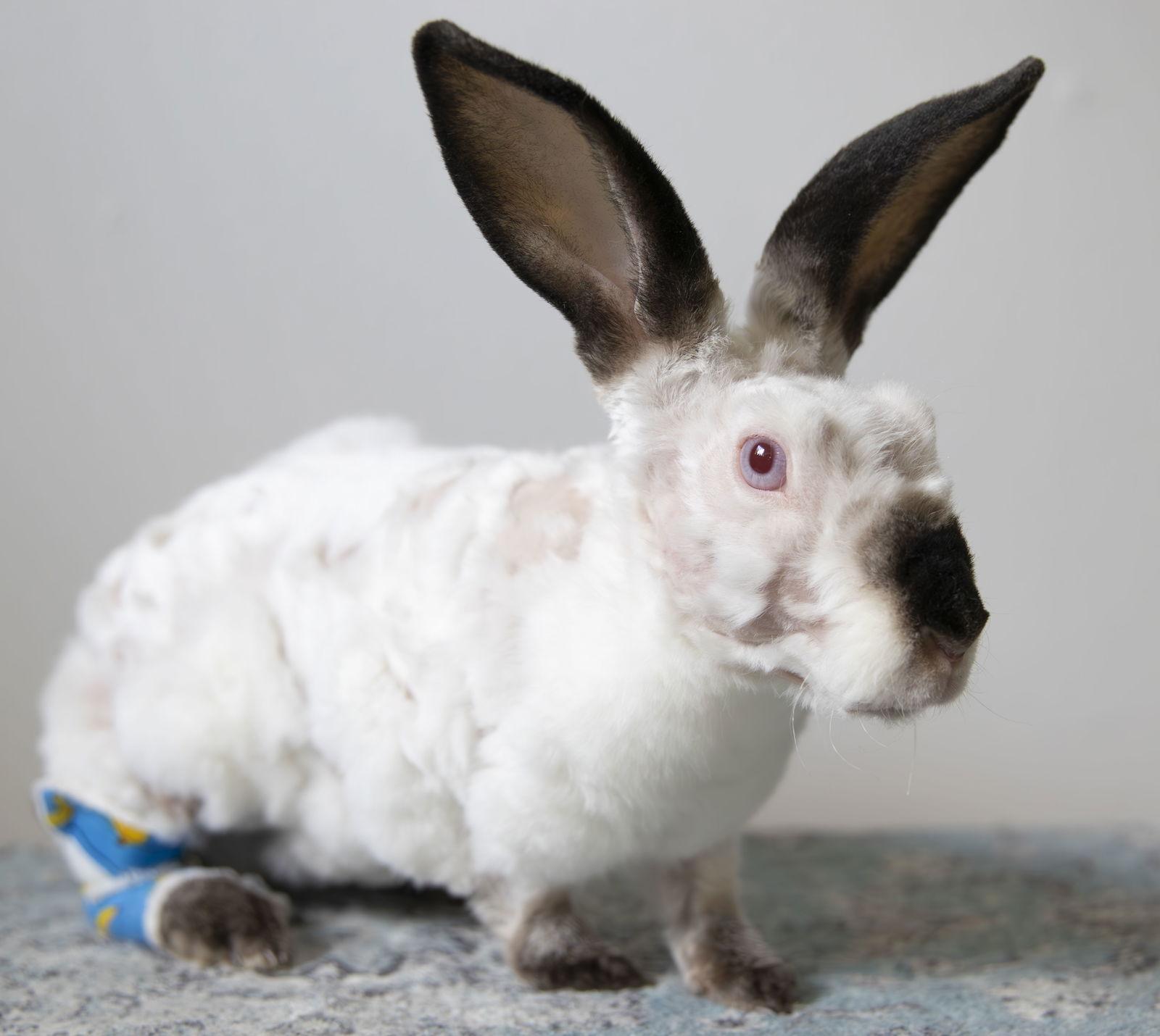 Enlarge Morus, a Adoptable mixed breed in Great Neck, NY image 3/6