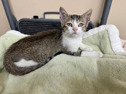 Bo, Adoptable, Kitten Male Domestic Short Hair & Domestic Short Hair.