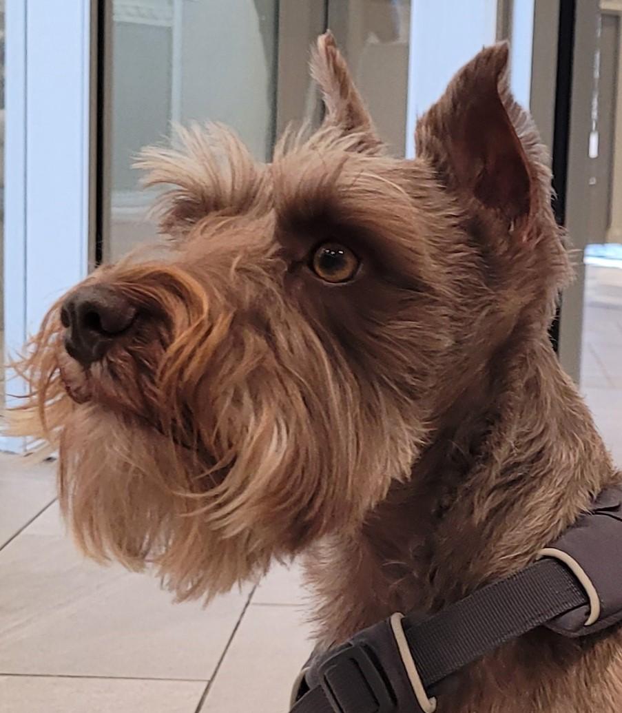 Duke, adoptable, Adult Male Miniature Schnauzer.