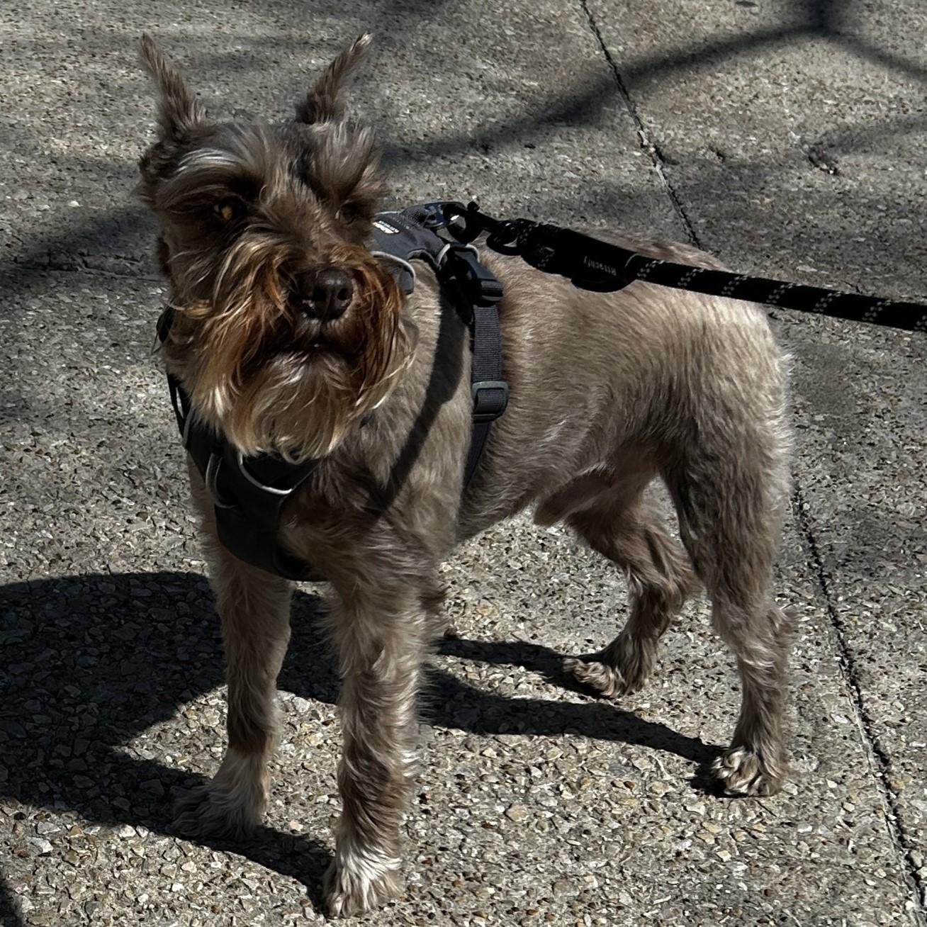 Enlarge Duke, an adoptable Miniature Schnauzer in Carrollton, TX image 2/2