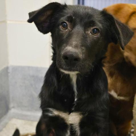 Crystal, Adoptable, Young Female Labrador Retriever & Mixed Breed.