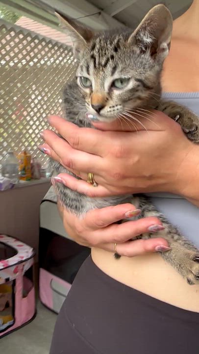 Enlarge Gummy bear, an adopted American Shorthair in Wallkill, NY video 2/2