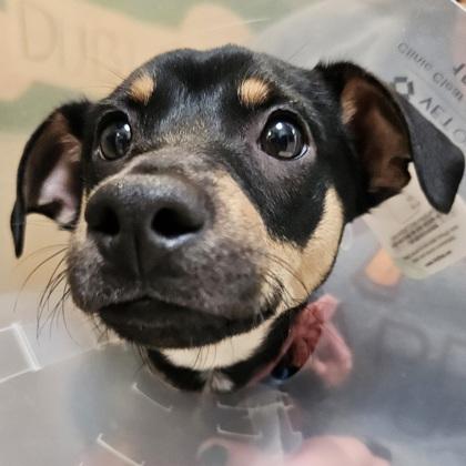 Enlarge Negroni, a Adoptable mixed breed in Pleasanton, CA image 1/2