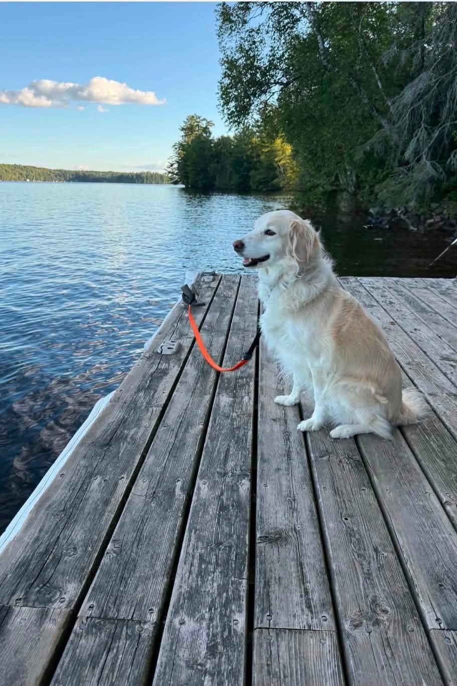 Pearl 4255, Adopted, Adult Female Golden Retriever & Great Pyrenees.