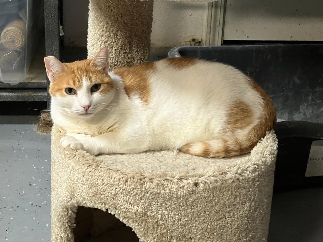 Daisy, a Adoptable Domestic Short Hair in Gilroy, CA image 5/7