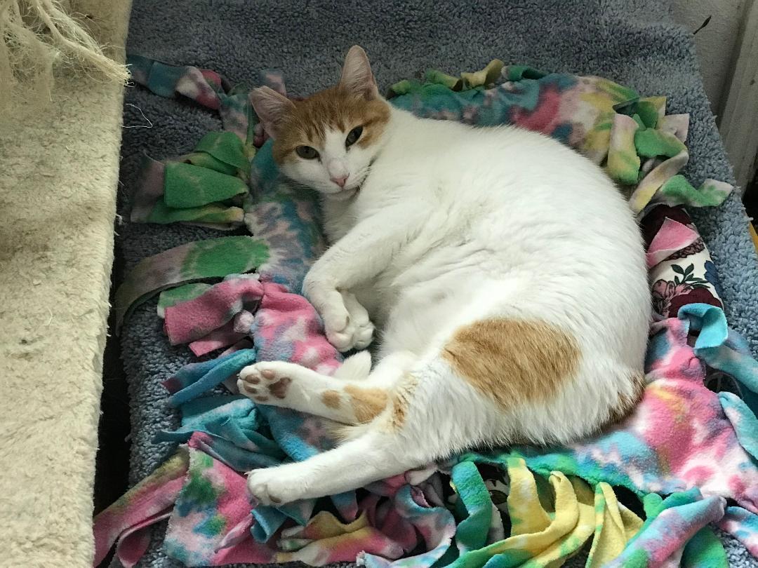 Daisy, an adoptable Domestic Short Hair in Gilroy, CA, 95020 | Photo Image 4