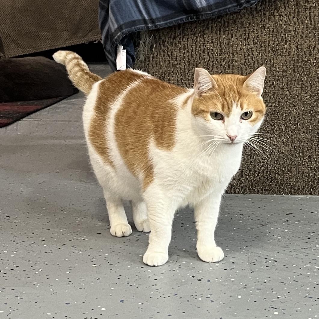 Daisy, a Adoptable Domestic Short Hair in Gilroy, CA image 6/7