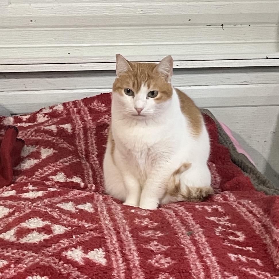 Enlarge Daisy, a Adoptable Domestic Short Hair in Gilroy, CA image 7/7