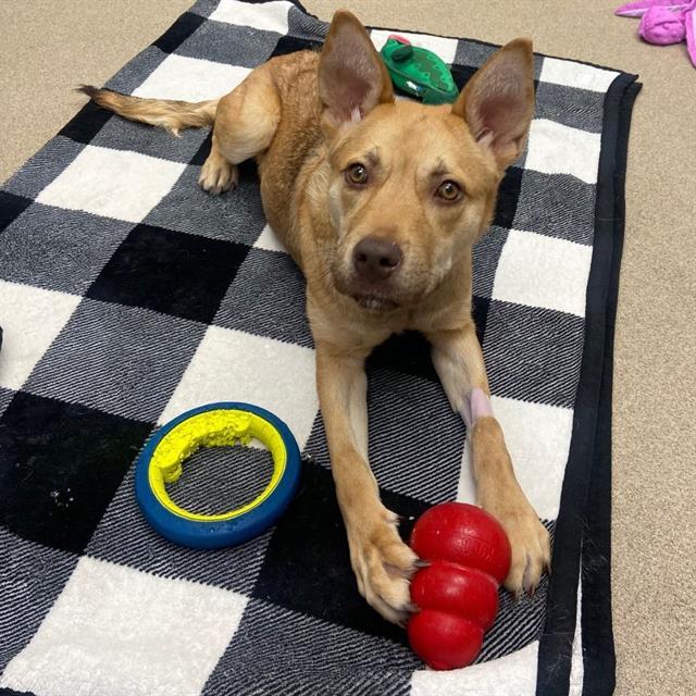 MABLE, Adoptable, Young Female German Shepherd Dog & Mixed Breed.