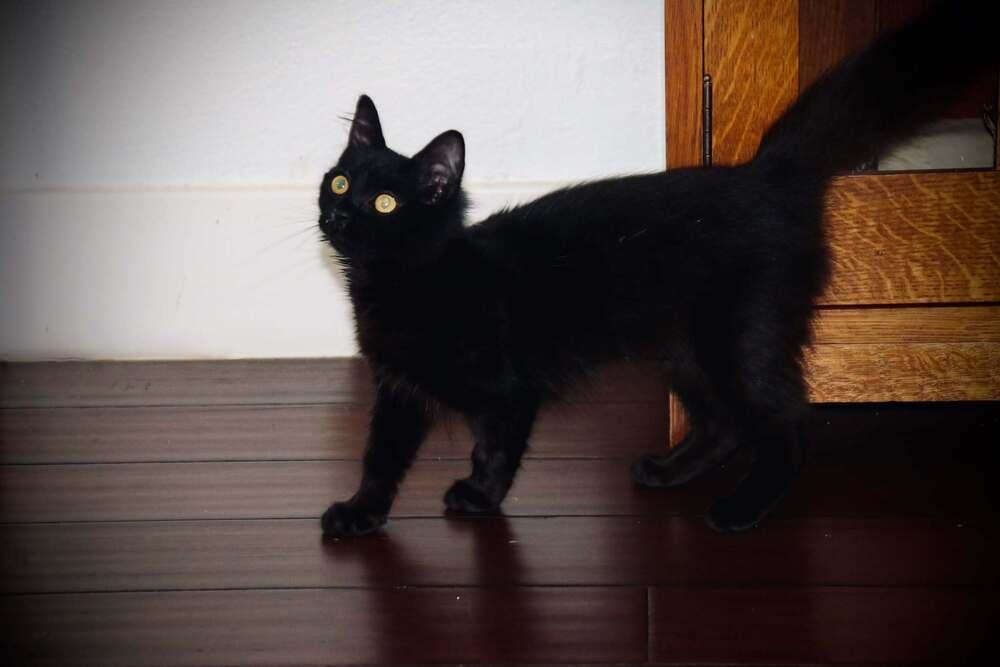 Enlarge Dorothy, a Adoptable mixed breed in Lebanon, OR image 1/2