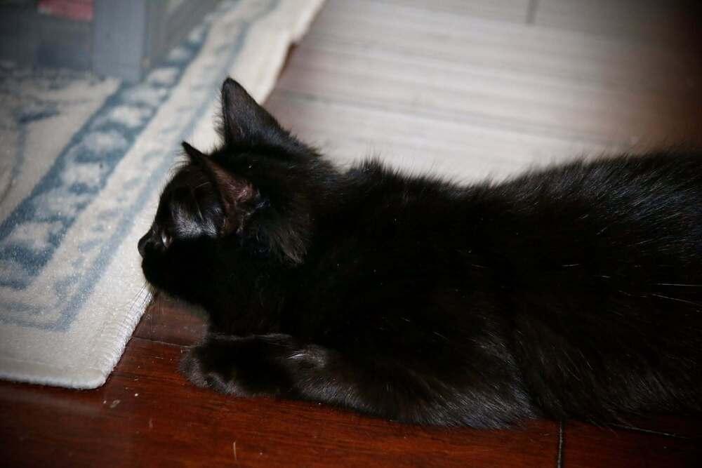 Enlarge Dorothy, a Adoptable mixed breed in Lebanon, OR image 2/2