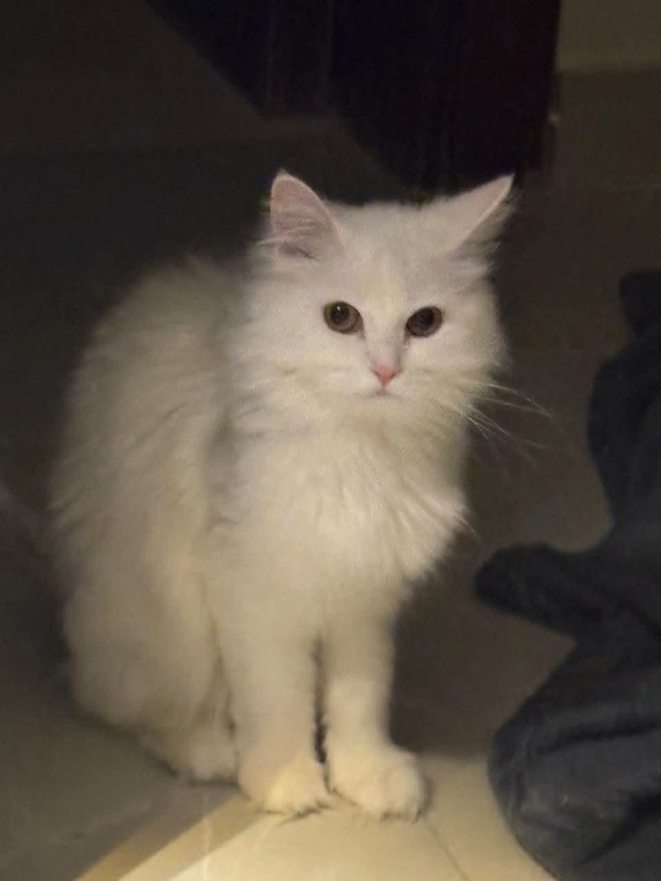 Lilli, ADOPTABLE, Young Female Persian.