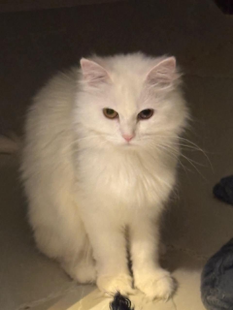 Enlarge Lilli, a ADOPTABLE mixed breed in Newmarket, ON image 3/3