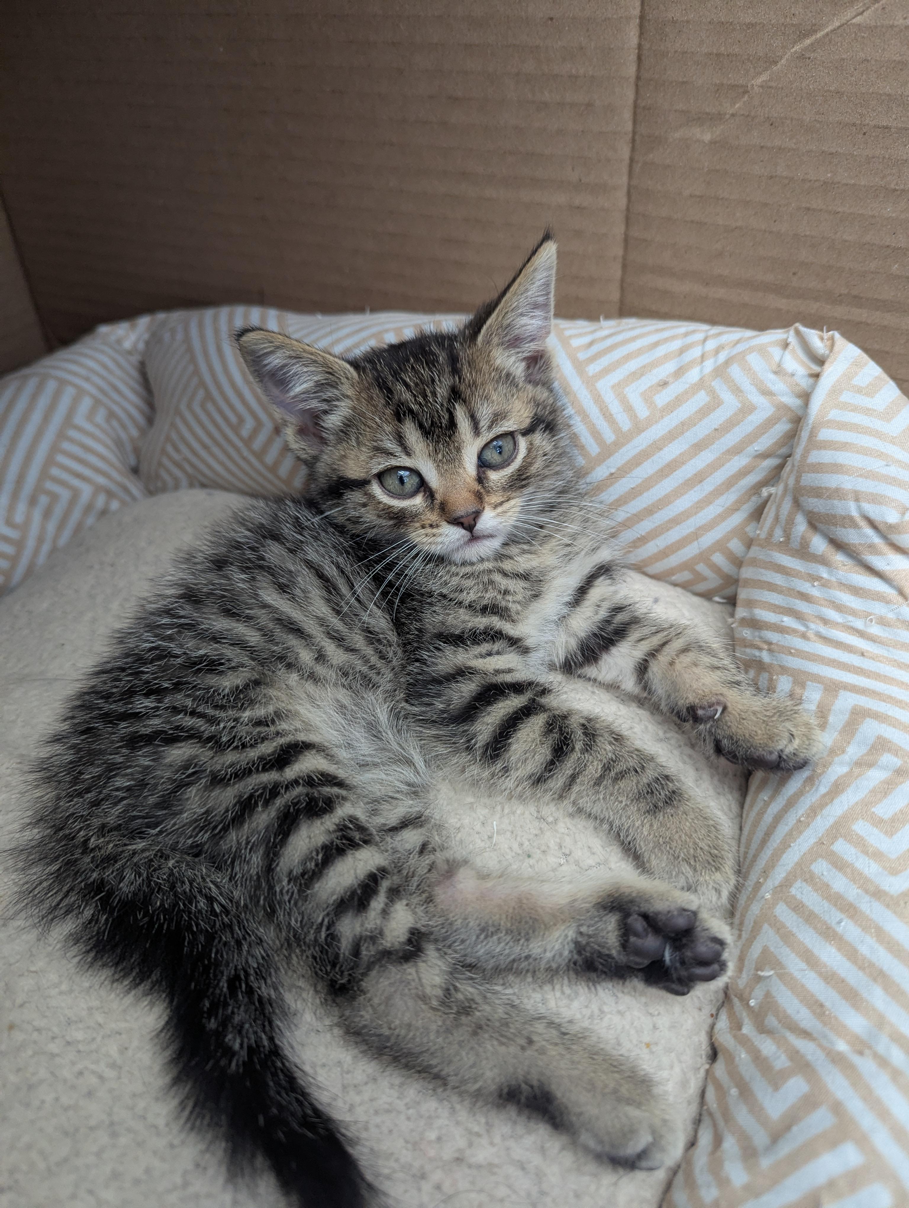 Dale Jr., an adopted Domestic Short Hair in Oconto, WI image 2/4