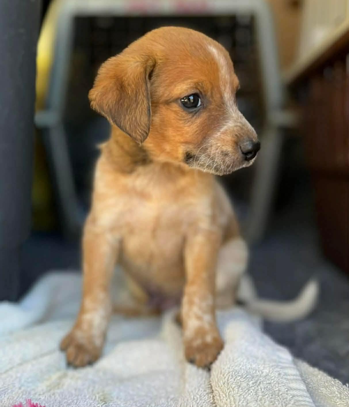 Enlarge Petunia, a ADOPTABLE mixed breed in Centerville, TN image 2/2