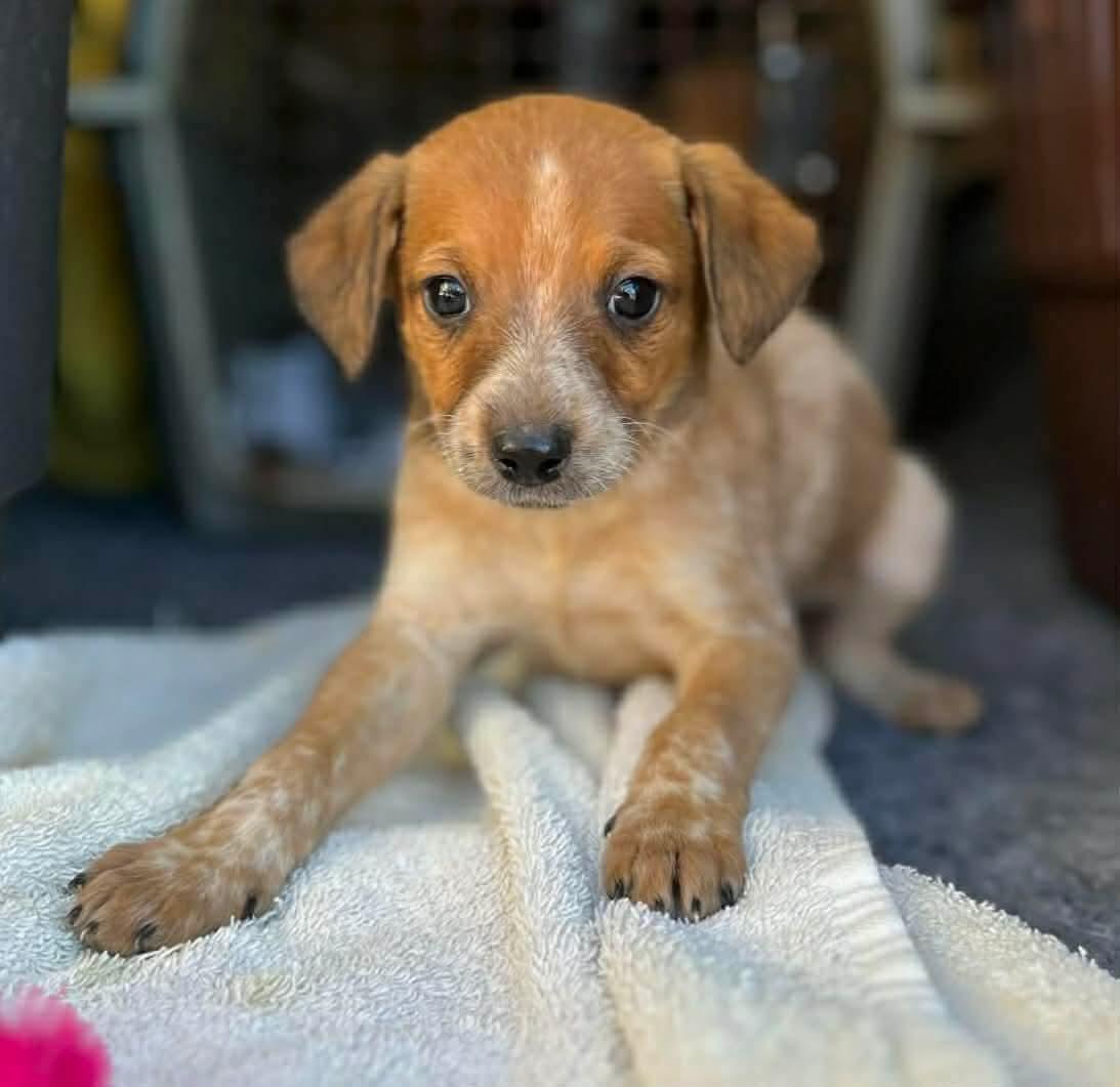 Petunia, ADOPTABLE, Puppy Female Cattle Dog.