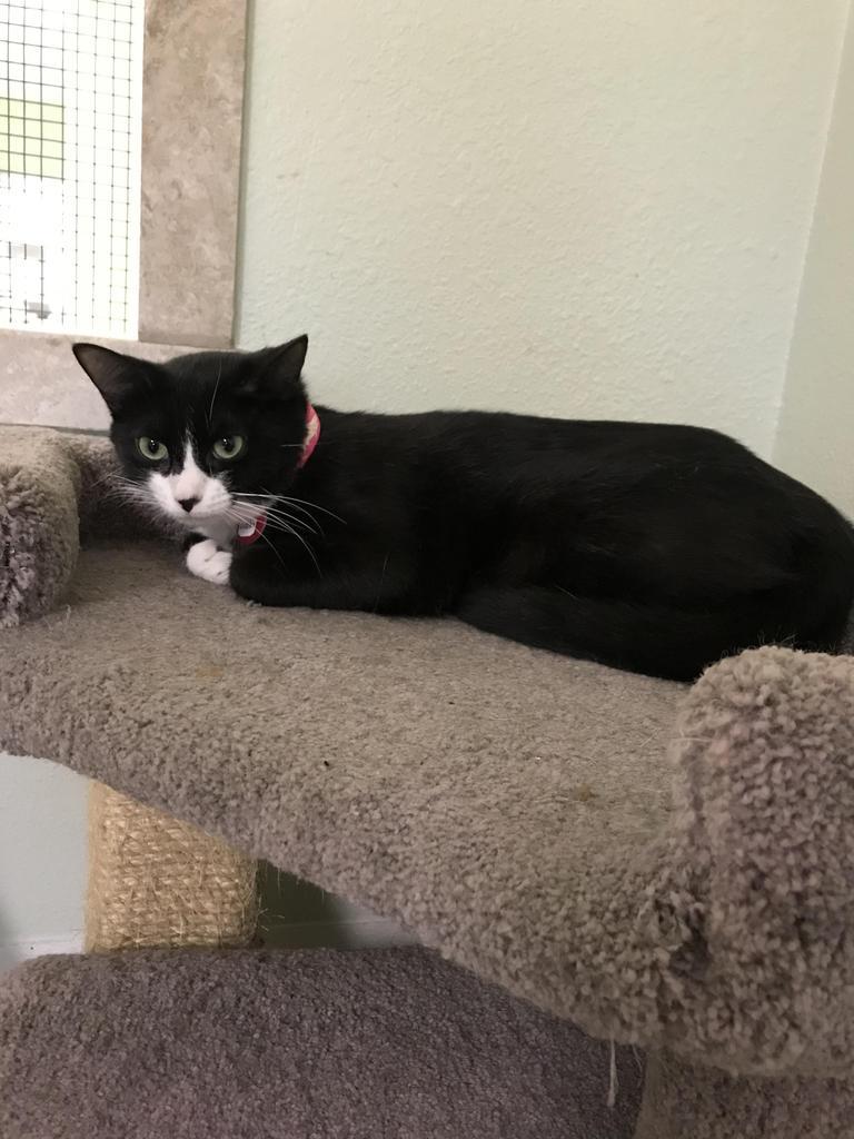 Gibby, Adoptable, Adult Female Domestic Short Hair.