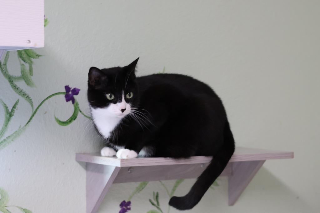 Enlarge Gibby, a Adoptable mixed breed in Hot Springs, AR image 3/4