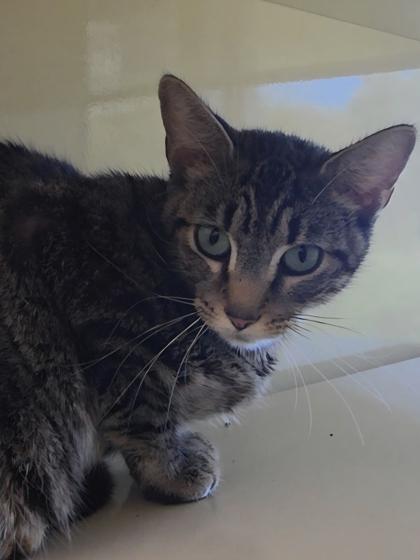 Kaliki, a Adoptable Domestic Short Hair in Chesapeake, VA image 1/3