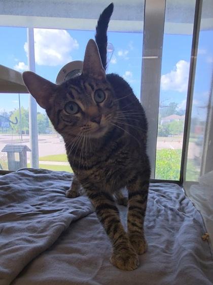 Kaliki, a Adoptable Domestic Short Hair in Chesapeake, VA image 2/3