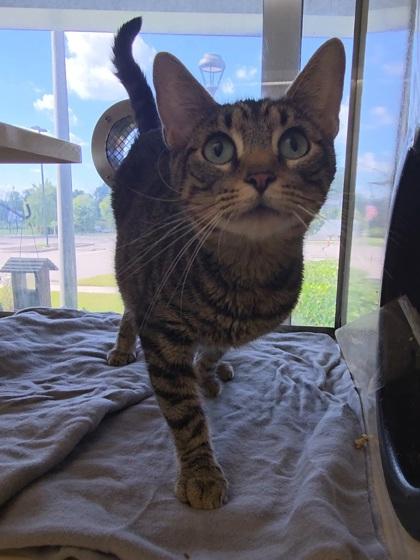 Kaliki, a Adoptable Domestic Short Hair in Chesapeake, VA image 3/3