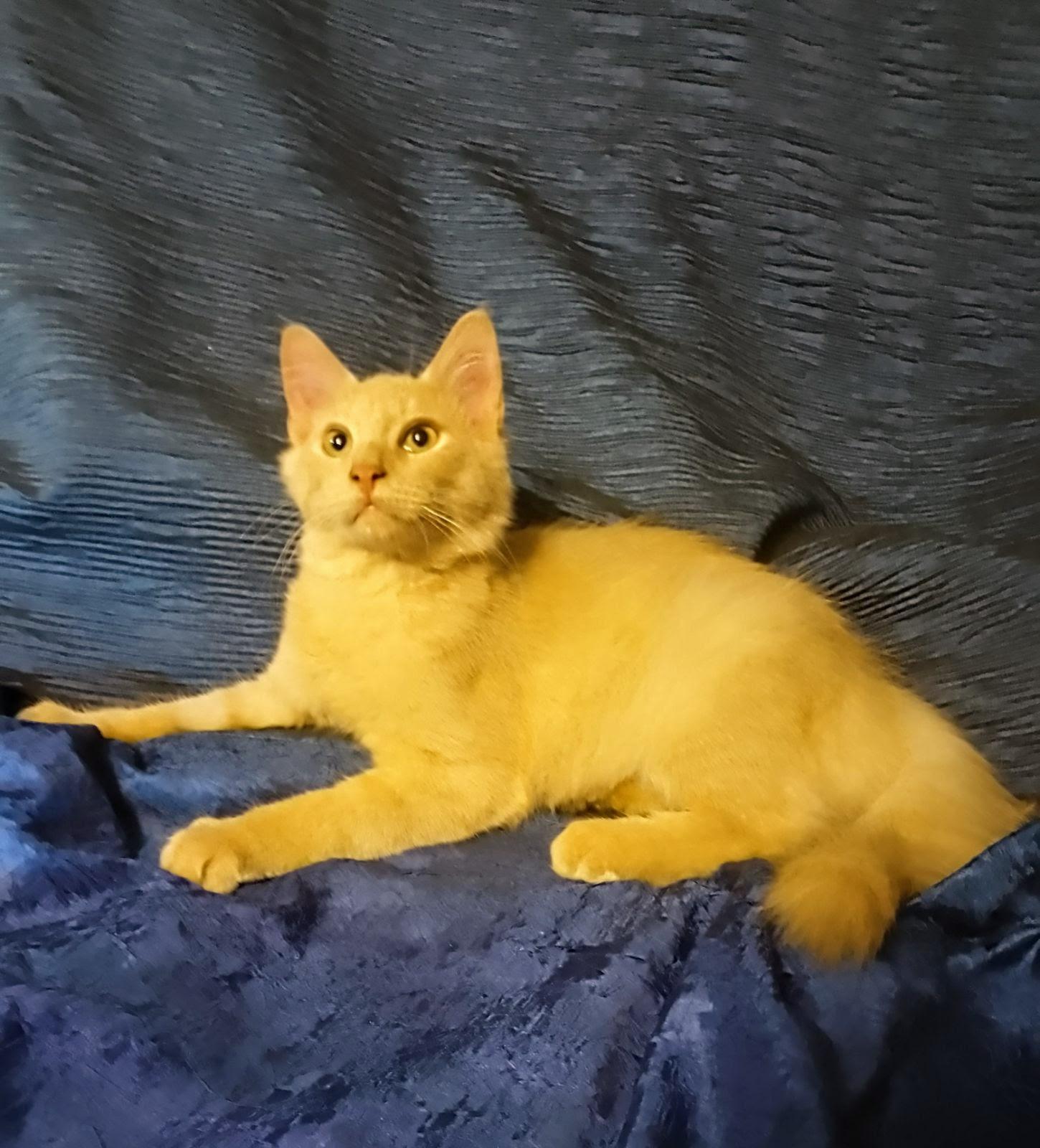 Stanley 702, Adoptable, Kitten Male Domestic Long Hair.