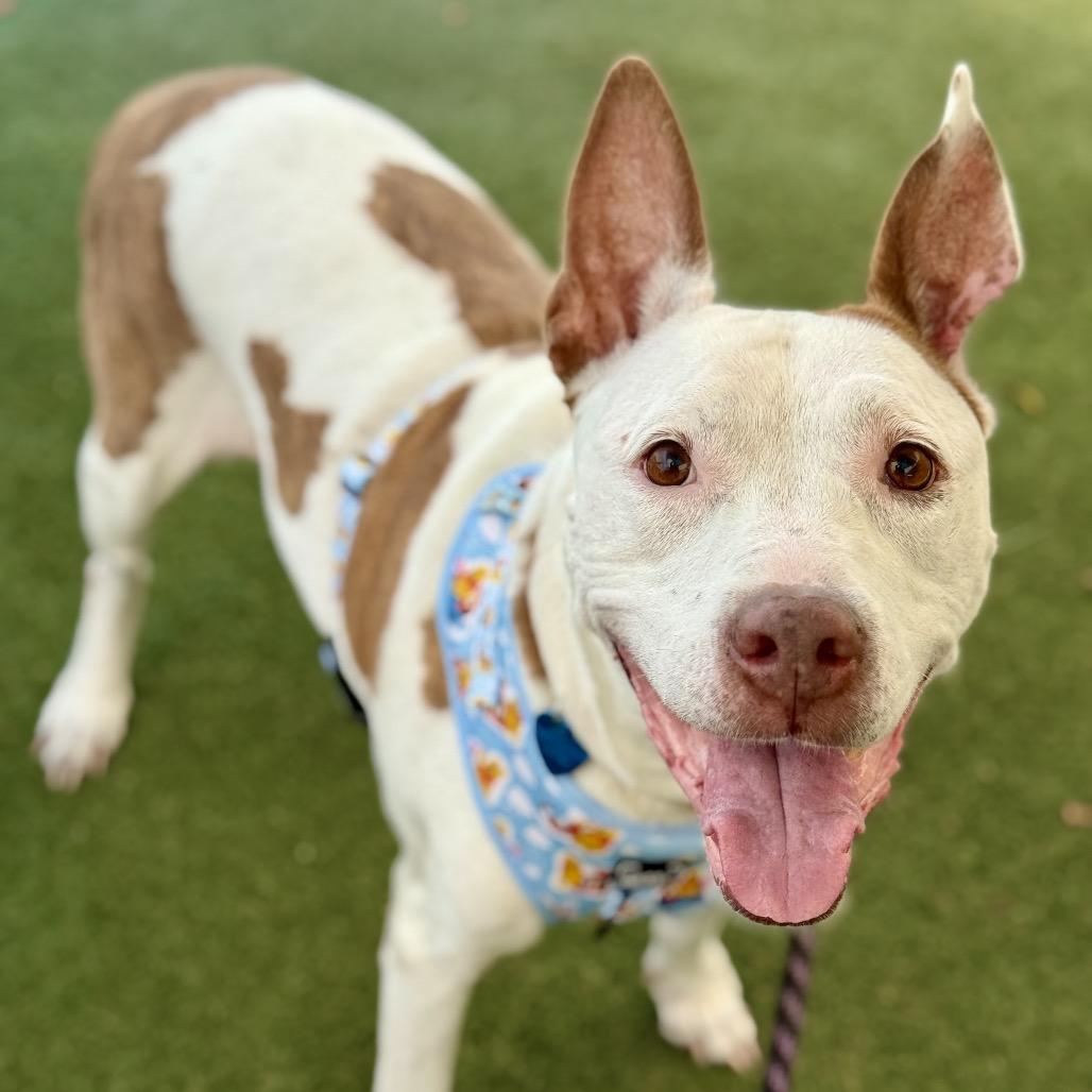 Faith, Adoptable, Senior Female Hound & Terrier.