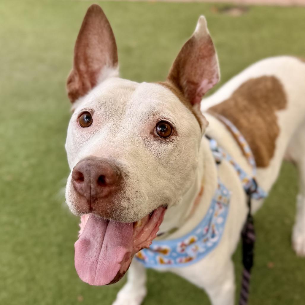 Enlarge Faith, a Adoptable mixed breed in Fort Lauderdale, FL image 2/3