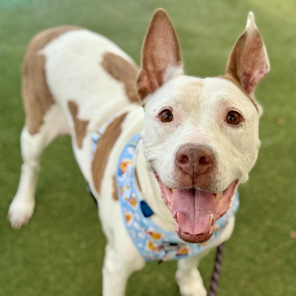 Enlarge Faith, a Adoptable mixed breed in Fort Lauderdale, FL image 3/3