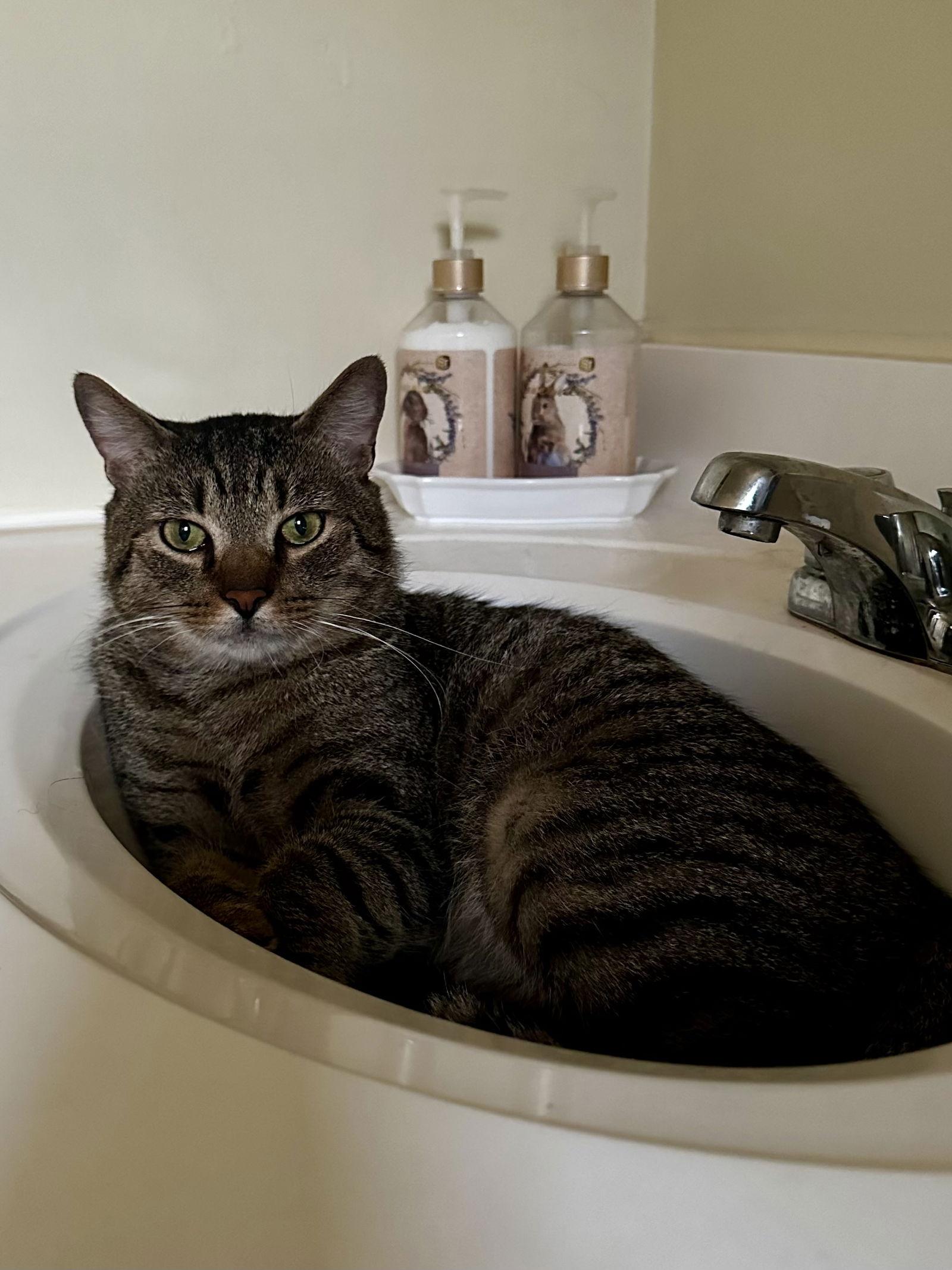 Hijinx, a Adoptable Domestic Short Hair in Trenton, NJ image 1/3