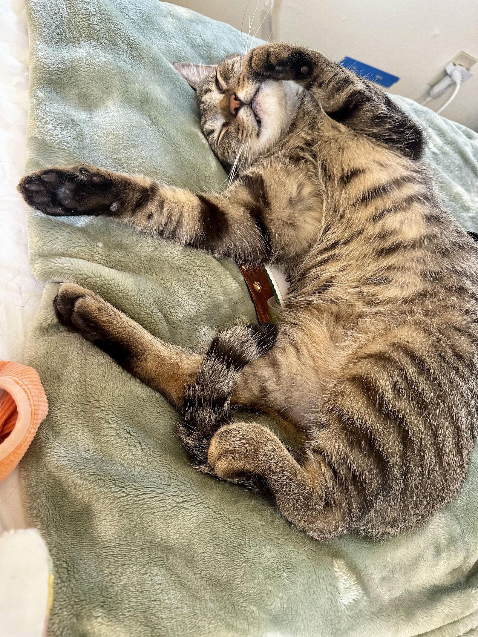 Hijinx, a Adoptable Domestic Short Hair in Trenton, NJ image 2/3