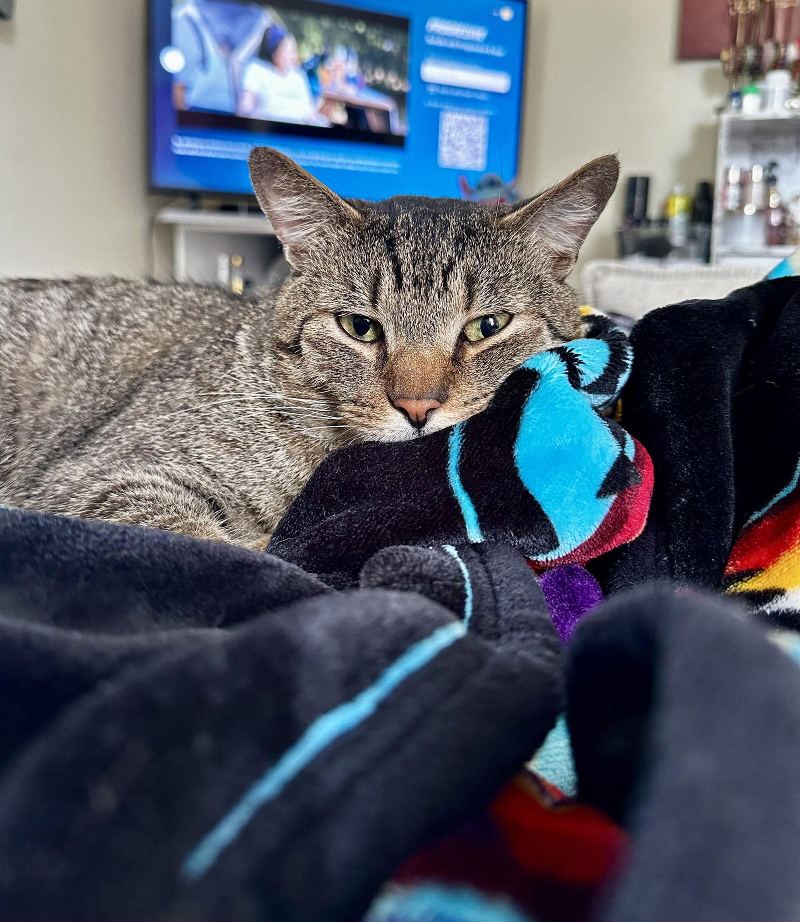 Hijinx, a Adoptable Domestic Short Hair in Trenton, NJ image 3/3