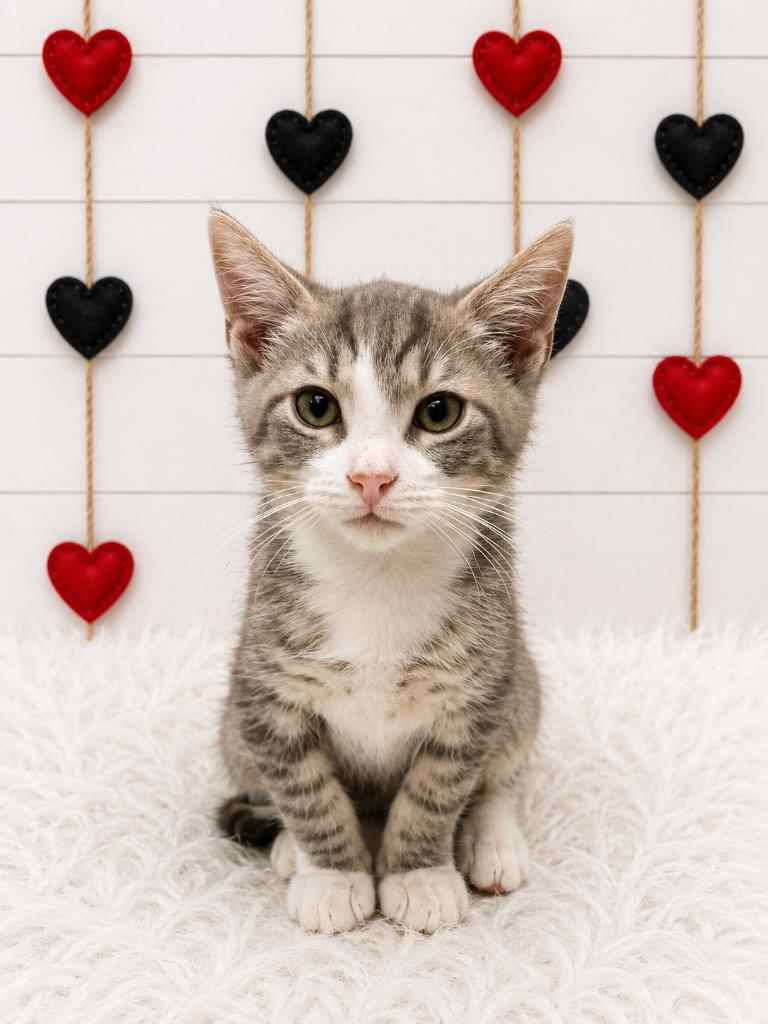 Radar, Adoptable, Kitten Male Domestic Short Hair.
