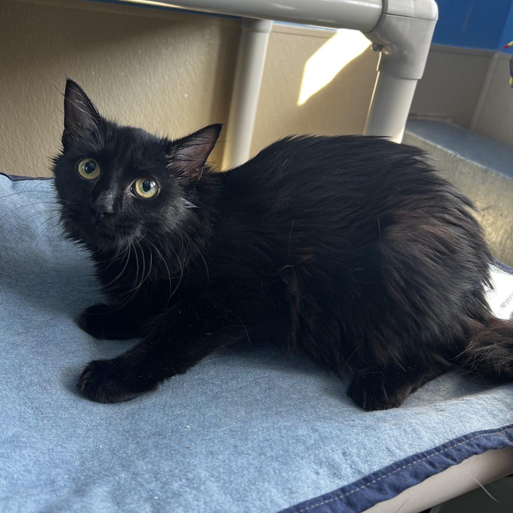 Enlarge Imogen, a Adoptable Domestic Medium Hair image 1/2