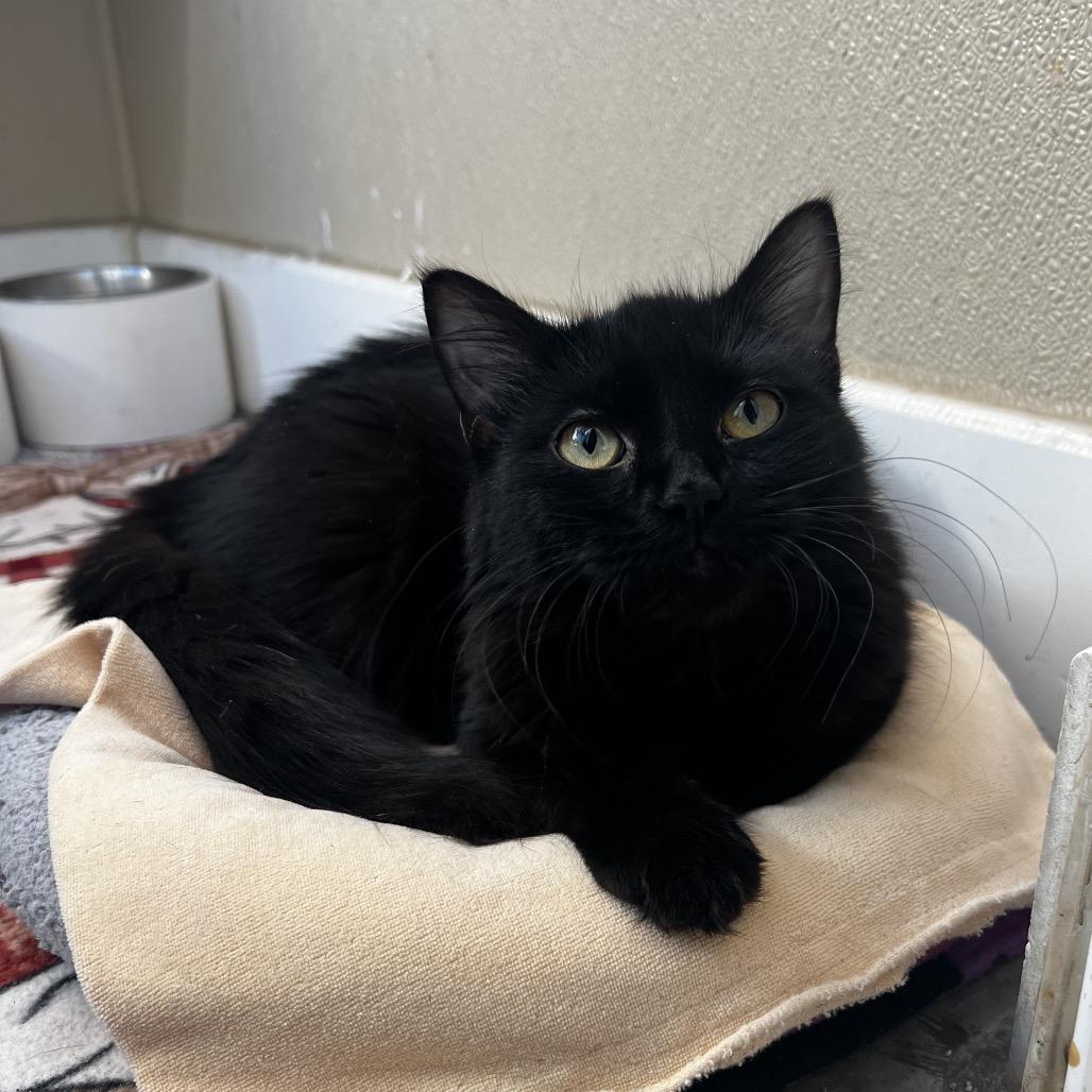 Enlarge Imogen, a Adoptable Domestic Medium Hair image 2/2