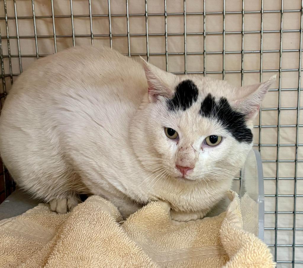 Enlarge Barn Cat Macho, a Adoptable mixed breed in Gillette, WY image 1/1