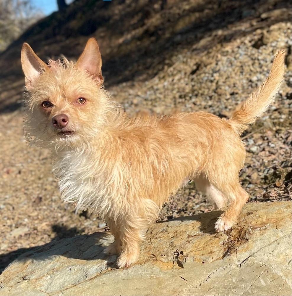 Todd, Adoptable, Adult Male Yorkshire Terrier & Cairn Terrier.