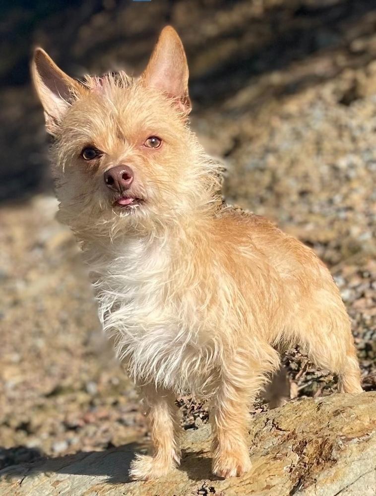 Todd, a Adoptable mixed breed in Jamestown, CA image 2/2