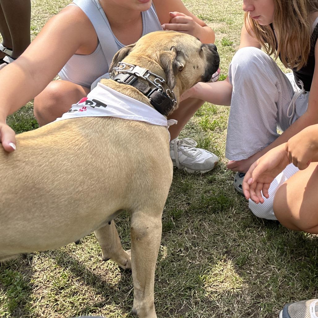 Honey 24-0140, Adoptable, Adult Female Boxer & Terrier.