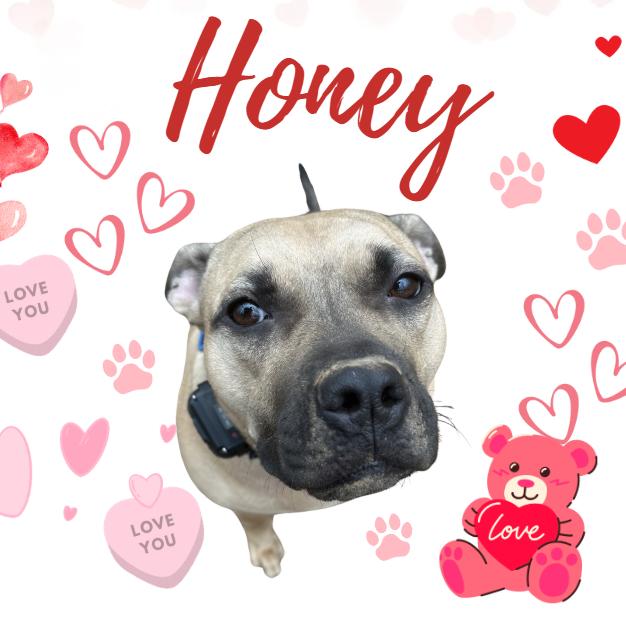Honey 24-0140, a Adoptable mixed breed in Yanceyville, NC image 2/4