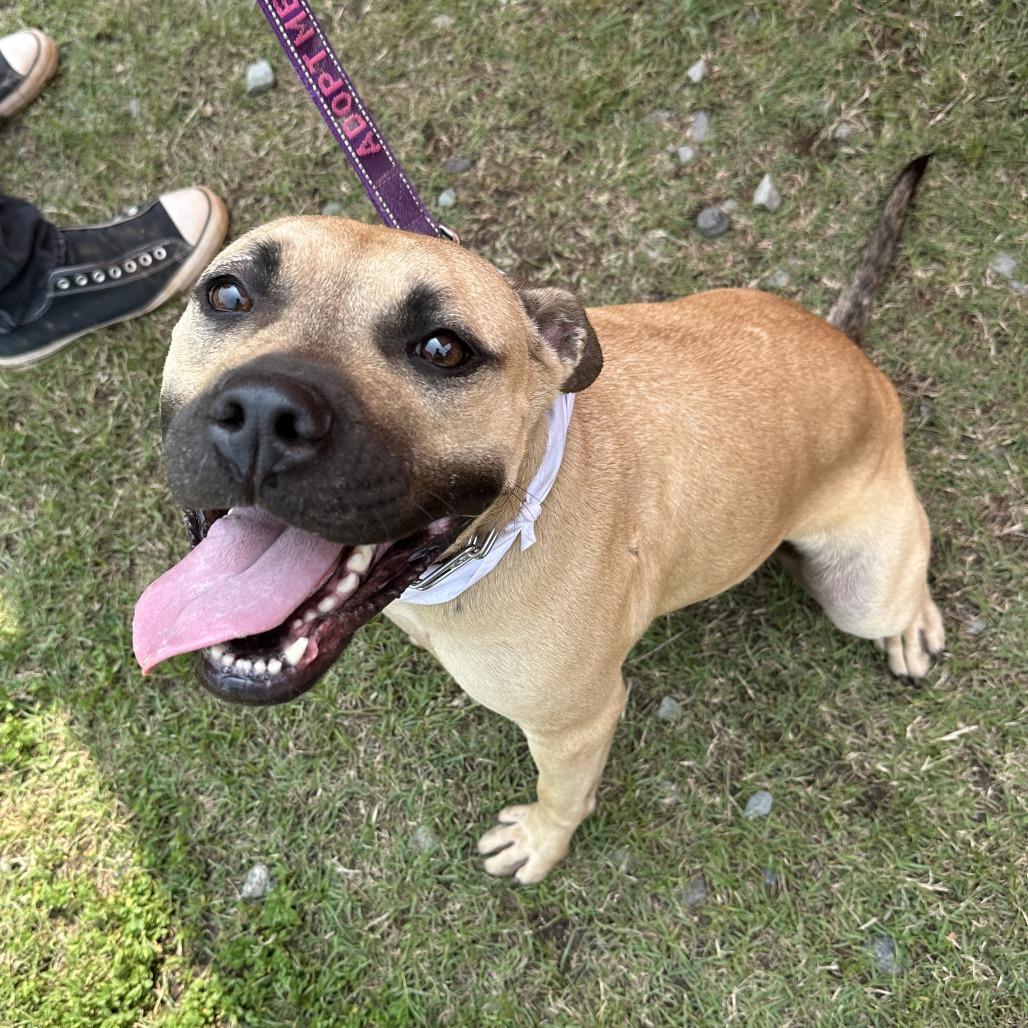 Honey 24-0140, a Adoptable mixed breed in Yanceyville, NC image 3/4