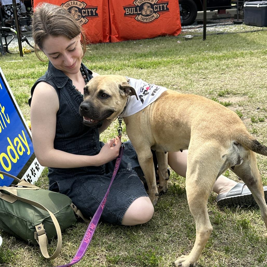 Honey 24-0140, a Adoptable mixed breed in Yanceyville, NC image 4/4