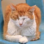 Enlarge Twix, a ADOPTABLE Domestic Short Hair in Hamilton, MT image 4/6