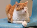 Enlarge Twix, a ADOPTABLE Domestic Short Hair in Hamilton, MT image 5/6