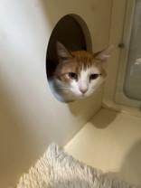 Enlarge Twix, a ADOPTABLE Domestic Short Hair in Hamilton, MT image 6/6