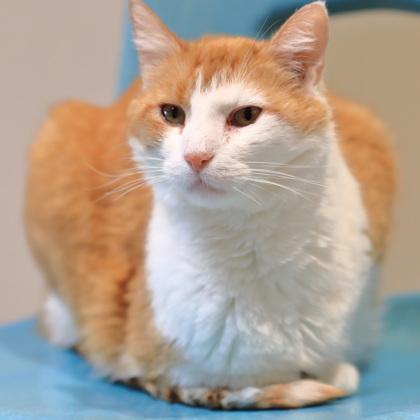 Twix, ADOPTABLE, Adult Male Domestic Short Hair.