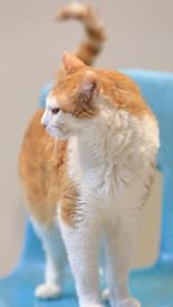 Enlarge Twix, a ADOPTABLE Domestic Short Hair in Hamilton, MT image 3/6