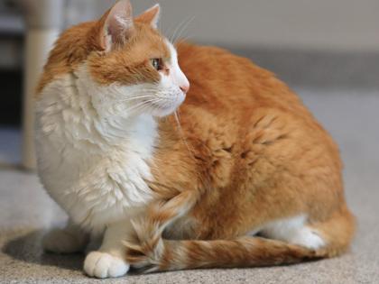 Enlarge Twix, a ADOPTABLE Domestic Short Hair in Hamilton, MT image 2/6